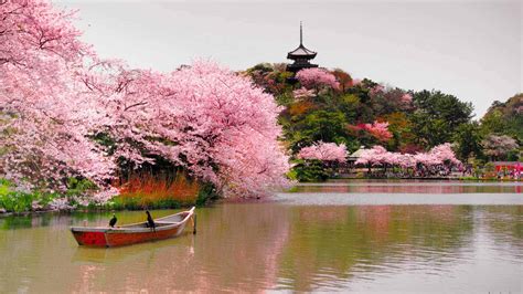 The 20 Best Places To See Cherry Blossoms In East Asia Linda Goes East