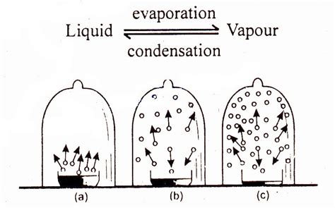 Define And Explain Vapour Pressure Chemistry Skills