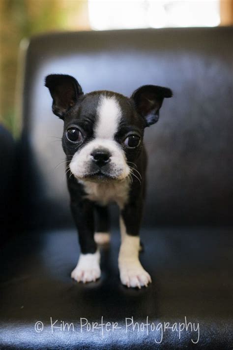 Quality akc boston terrier puppies on the ground now!! Boston Terrier Puppies Rescue California - Pets Lovers