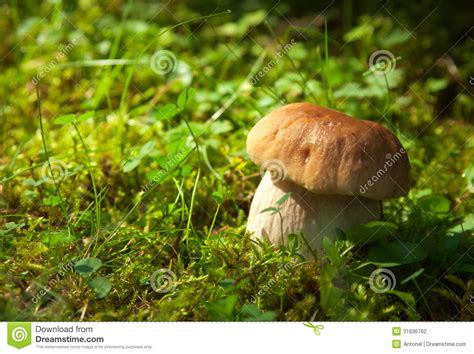 Boletus Edulis Beautiful Edible Mushroom Growing In The Forest