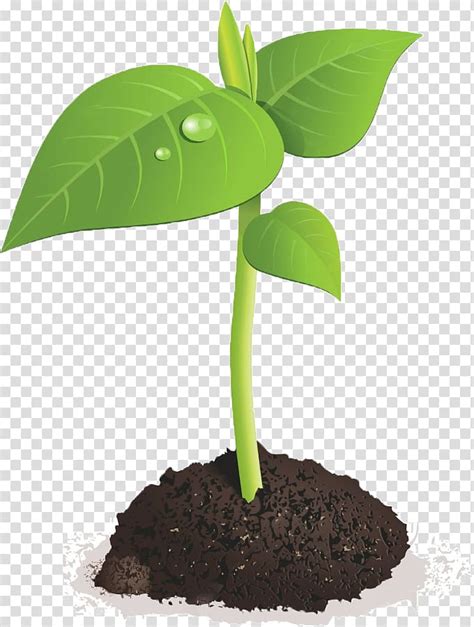 Seedling Clipart Sprouted Seedling Sprouted Transparent Free For