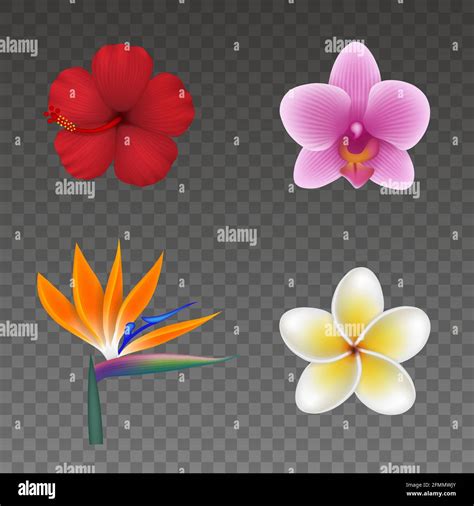 set of isolated tropical flowers colorful exotic flowers for summer backgrounds stock vector