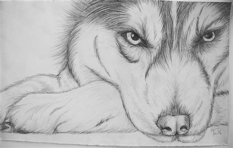 Husky Sketch Pencil Drawings Of Animals Husky Drawing Animal Drawings