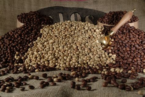 Coffee, fresh beans weighs 561 kg/m³ (35.02209 lb/ft³). Stolz : the experience of a large collection of raw materials.