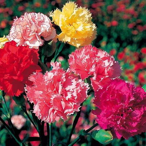 Cravo Gigante Chabaud Sementes P/ Mudas Flor Craveiro Mix - R$ 9,00 em