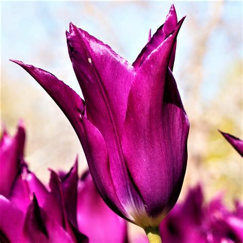 When interpreting the meaning of flowers in dreams, a number of attributes must be considered—the flower's color; Tulip Purple Dream - Easy To Grow Bulbs
