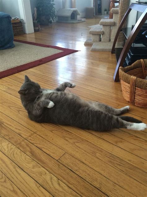 Too Fat For Sit Ups Cats