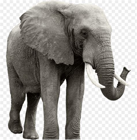 Elephant Png Elephant Transparent Png Image With Transparent