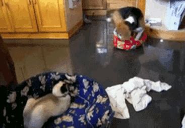 Gif links cannot contain sound. 22 Cats Who Stole Dog Beds And Didn't Give A Damn About ...