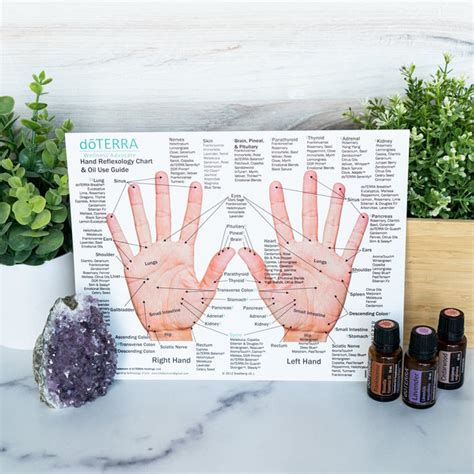 Hand And Foot Reflexology Cardstock Large 85x11 Oil Life