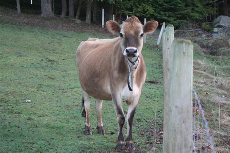 10 reasons why your milk cow might be kicking the prairie homestead cow milk cow deer pictures