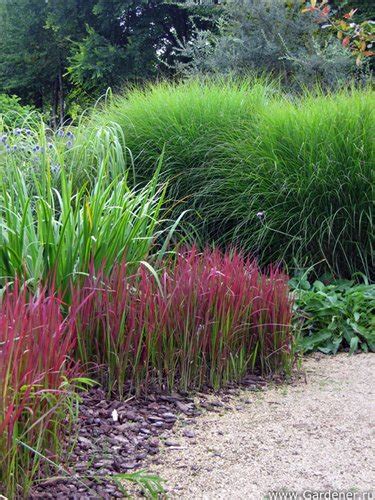Декоративные травы в садах | Декоративная трава, Растения, Сад