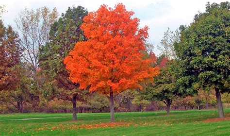 10 Autumn Blaze Maple Pros And Cons