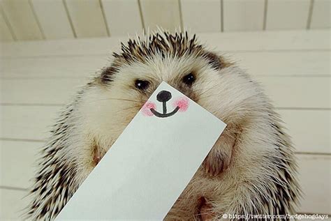 Marutaro Is The Cutest Hedgehog Superstar On Twitter