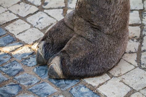 Paw Of Camel Stock Photo Download Image Now Istock
