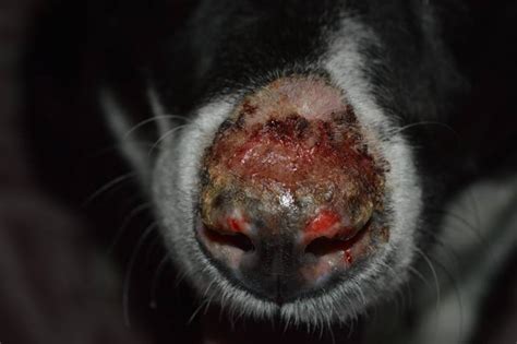 Image Discoid Lupus Erythematosus Dog Msd Veterinary Manual