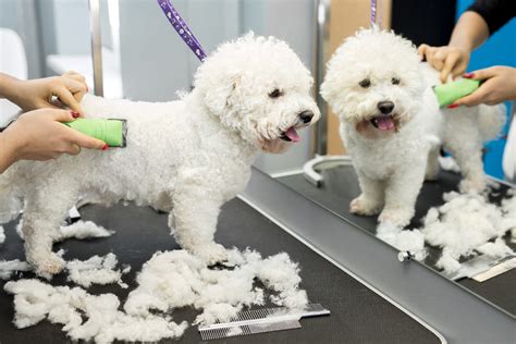 What Health Problems Do Bichon Frise Have