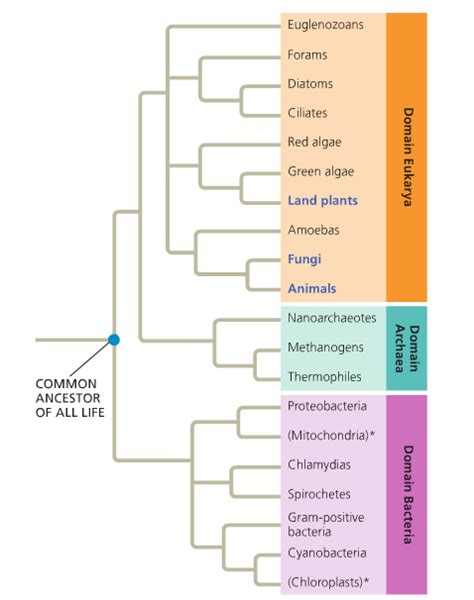 Evolution Ap Biology
