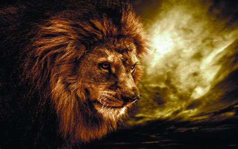 Lion Hd Wallpaper Background Image 2560x1600