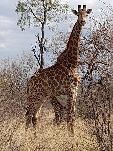 Giraffe Young Bulls And Heifers For Sale Wildlife South Africa Classifieds