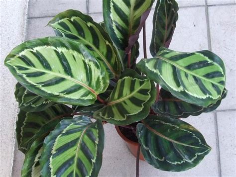Por eso hemos reunido algunas de las mejores plantas colgantes de interior para ayudarle a elegir las que mejor se adapten a su propio estilo. 6 plantas de interior que necesitan poca luz | Plantas ...