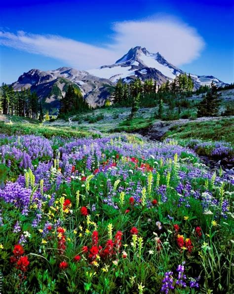 Wildflowers Oregon Landscape Photography Oregon Landscape
