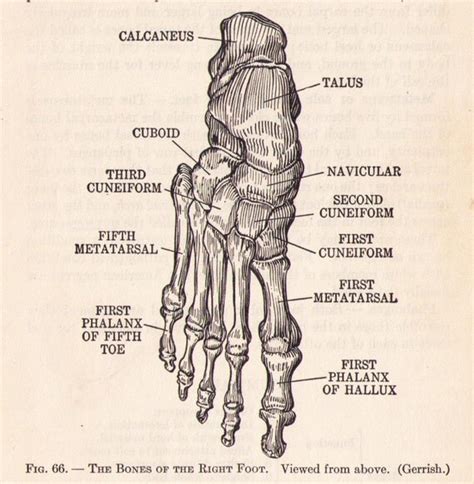 Human Feet Bone Anatomy