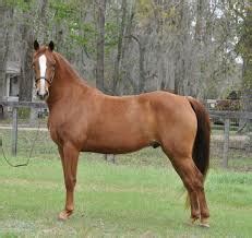 top  american horse breeds   learn