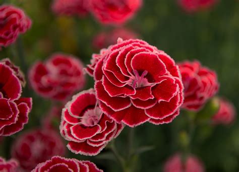 Beautiful Carnation Flower 66