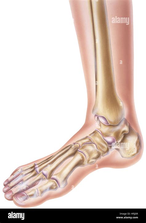 A Normal Human Foot And Ankle Showing The Bones And Joints Stock Photo