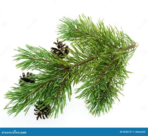 Pine Branch Isolated On White Stock Image Image Of Decorative