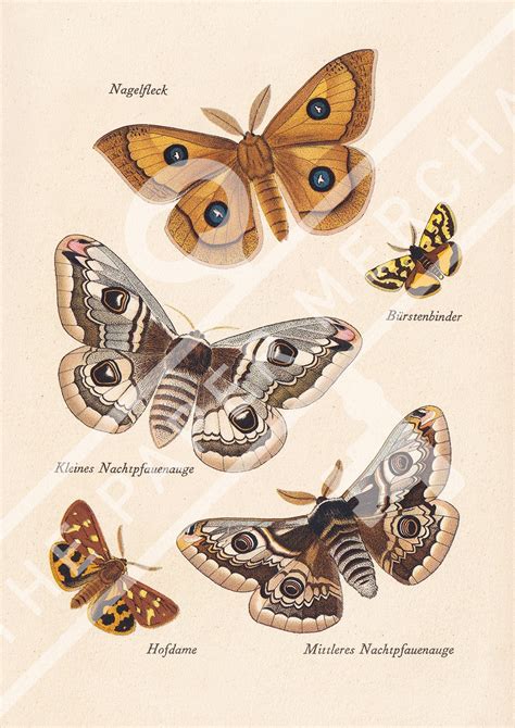 Antique Moth Print 3 Digital Download Printable Vintage Gallery Wall