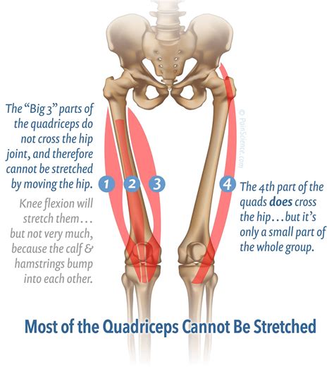 Quadriceps Muscle Anatomy Massage Therapy For Your Quads Massage Therapy Shiatsu Massage