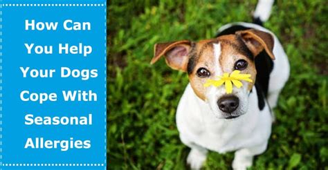 How Can You Help Your Dogs Cope With Seasonal Allergies Petxu