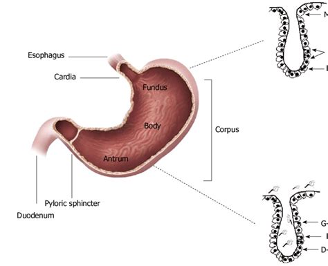 Helicobacter Pylori Colonization The Antrum Of The Stomach The Gastric