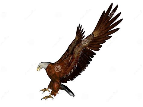 Eagle Landing Stock Illustration Illustration Of Beak 2662986