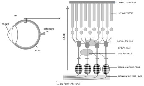 1 A Schematic Diagram Of The Cross Sectional Structure Of The A Eye