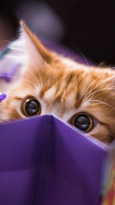 Purple Cat Aesthetic Wallpapers Top Free Purple Cat Aesthetic