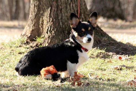 Cute welsh corgi dog sitting on sled wearing reindeer antlers with christmas gifts around, winter hills with trees in background, snow falling. so cute, corgi. Z | Cute dogs, Cute animals, Corgi