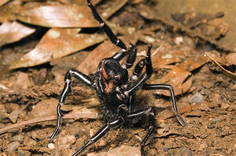 Sydney Funnel Web Spider Stock Image F0314466 Science Photo Library