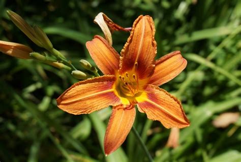 Lily flowers dangerous to cats. Lilies and Cats - Be Aware of These Poisonous Plants in ...