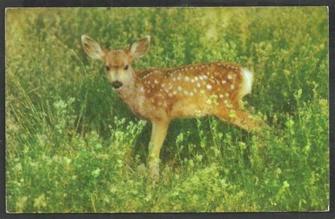 Adorable Spotted Baby Fawn Deer In Green Meadow Chrome