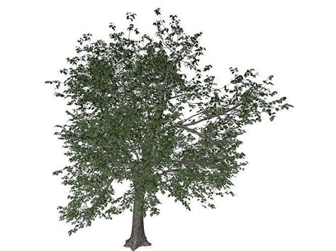 Green Ash Tree 08 3d Model Cgtrader
