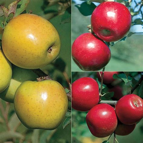 Fruit Trees Home Gardening Apple Cherry Pear Plum Cross