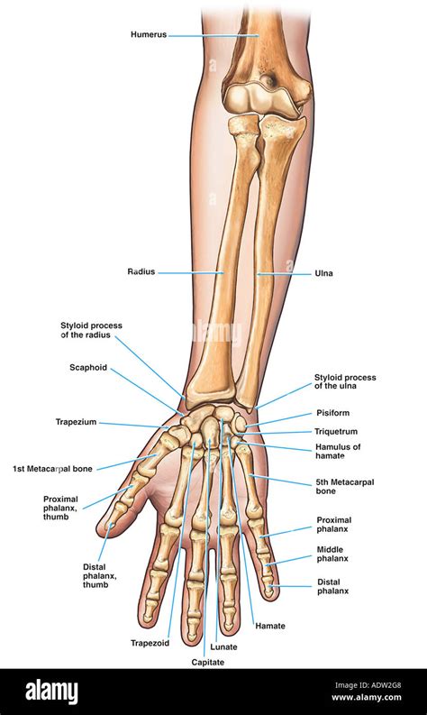 Anatomía Del Antebrazo Brazo Y Huesos De La Mano Fotografía De Stock