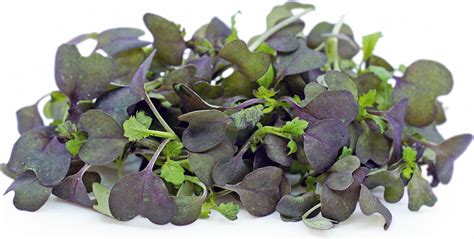 Micro Red Mustard Information Recipes And Facts