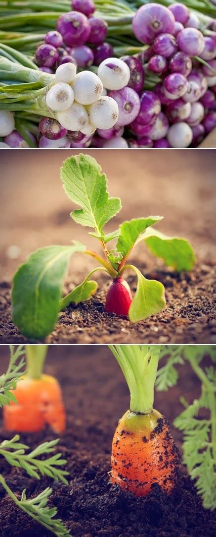 Easy Vegetables To Grow From Seeds