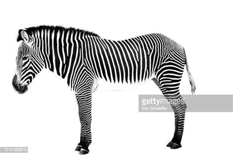Zebra Photos And Premium High Res Pictures Getty Images