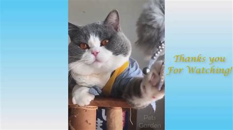 Funny Animals Compilation And Cute Pets Relax The Mind