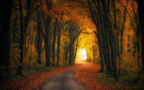 Leaves Landscape Sunlight Nature Path Trees Tunnel Hd Wallpaper